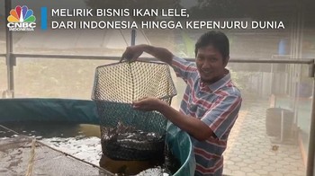 Menggiurkan, Ini Cuan Bisnis Ternak Lele Zaman Now
