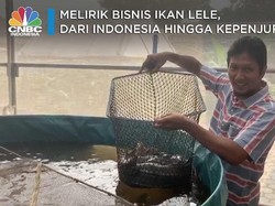 Menggiurkan, Ini Cuan Bisnis Ternak Lele Zaman Now