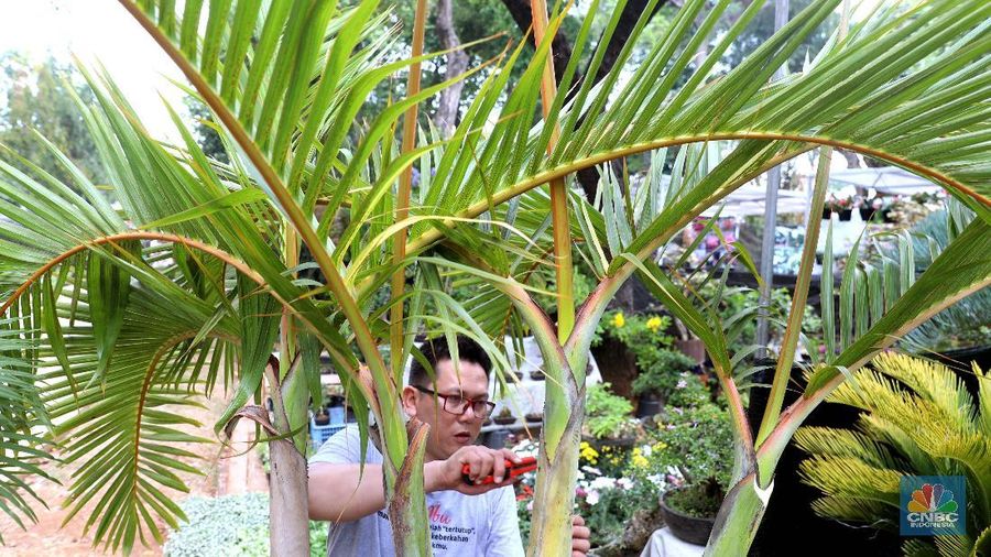 Dinas Kehutanan dan Pertamanan Provinsi DKI Jakarta menggelar pameran flora dan fauna yang diikuti sebanyak 140 peserta pameran dari berbagai daerah.
