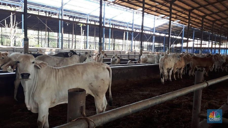 Peternakan Sapi PT. Estika Tata Tiara Tbk (BEEF) (²©²ÊÍøÕ¾/Irvin Avriano Arief)
