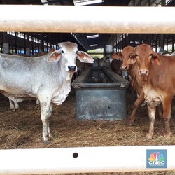 Rugi Mulu, Emiten Daging BEEF Cari Investor Baru! Minat?