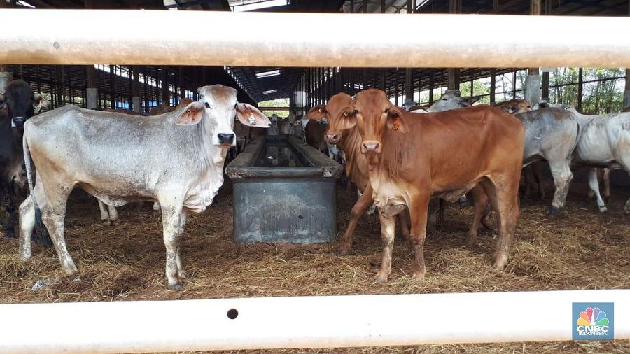 Peternakan Sapi PT. Estika Tata Tiara Tbk (BEEF) (CNBC Indonesia/Irvin Avriano Arief)