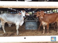 BEEF: Harga Saham Melejit, Tapi Isinya 'Kopong'