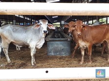 BEEF: Harga Saham Melejit, Tapi Isinya 'Kopong'