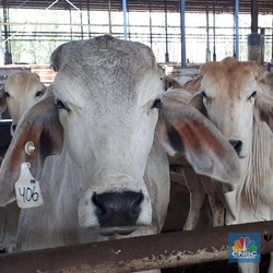 Bahaya Ibu-ibu, Pedagang Daging Sapi Mogok Mulai Hari Ini