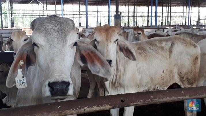 Peternakan Sapi PT. Estika Tata Tiara Tbk (BEEF) (CNBC Indonesia/Irvin Avriano Arief)