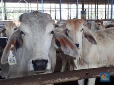 Pengakuan Pedagang Pasokan Sapi Idul Adha Drop Sampai 50%