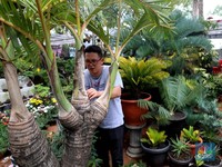 Alamak! Ini Penampakan Palem & Bonsai Seharga Rp 800 Juta