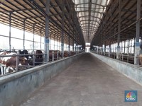 Importir Daging Ini Buka Opsi Terbitkan Saham Baru & Obligasi