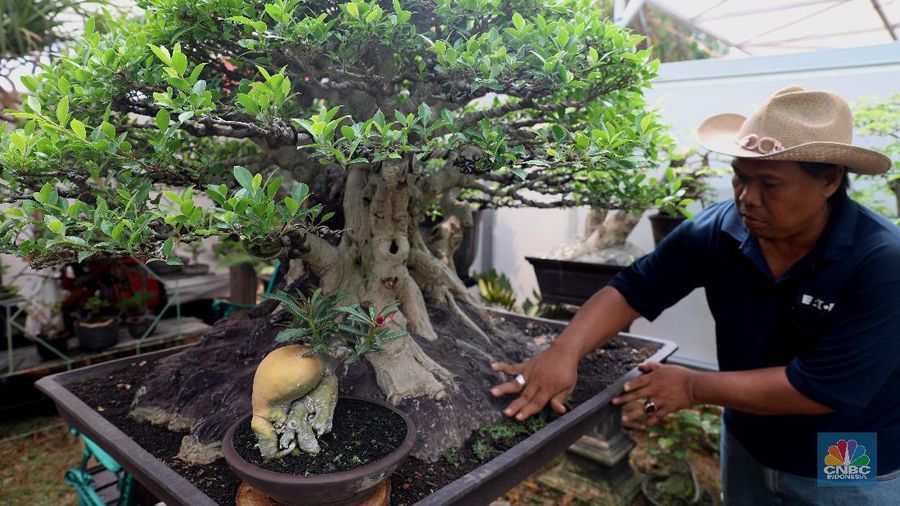 Bonsai dari jenis pohon kimeng atau Ficus microcarpa dari Taiwan ini disebut milik pedagang asal Jakarta Barat yang di jual seharga Rp 800 juta di gelaran pameran Flona 2019, Jakarta, Jumat (6/9). bonsai kimeng sebenarnya biasa dikategorikan di bawah kategori jenis bonsai beringin. Maka nama lengkap jenis yang satu ini sebenarnya adalah bonsai beringin kimeng. Sebagaimana tipe beringin pada umumnya yang dijadikan tanaman hias, maka untuk yang satu ini pun Anda akan menemukan tampilan yang memukau lengkap dengan rimbun daun berwarna hijau. Pohon Palem ini berbeda dengan palem botol pada umumnya karena memiliki cabang 4, menurut penjualnya tanaman ini susah ditemukan. Tanaman yang dinamakan Palem Botol Cabang ini dijual dengan harga Rp 150 juta. Bentuknya yang unik ini dapat menjadi perindang pekarangan anda yang luas.
Palem botol atau palmiste gargoulette adalah satu di antara jenis tanaman yang biasanya ditanam sebagai tanaman hias pekarangan rumah. (²©²ÊÍøÕ¾/Muhammad Sabki)