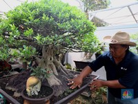 Daftar Tanaman Rimbun untuk Percantik Teras Rumah Minimalis
