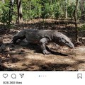 Heboh Pulau Komodo, Ternyata Perputaran Uang Ratusan Miliar