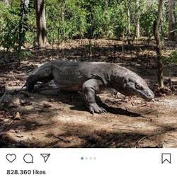 Heboh Pulau Komodo, Ternyata Perputaran Uang Ratusan Miliar