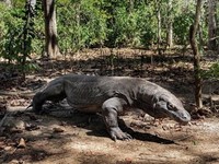 Heboh Pulau Komodo, Ternyata Perputaran Uang Ratusan Miliar