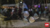 Instalasi aquascape yang dipamerkan di pameran Flora dan Fauna 2019 di Lapangan Banteng, Jakarta, Jumat, 6 September 2019. (CNN Indonesia/Bisma Septalisma)