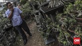 Seorang pengunjung sedang memerhatikan tanaman bonsai yang dipamerkan di pameran Flora dan Fauna 2019 di Lapangan Banteng, Jakarta, Jumat, 6 September 2019. (CNN Indonesia/Bisma Septalisma)