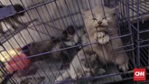 Sekelompok kucing ras persia yang dipamerkan di pameran Flora dan Fauna 2019 di Lapangan Banteng, Jakarta, Jumat, 6 September 2019. (CNN Indonesia/Bisma Septalisma)