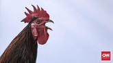 Seekor ayam ketawa yang dipamerkan di pameran Flora dan Fauna 2019 di Lapangan Banteng, Jakarta, Jumat, 6 September 2019. (CNN Indonesia/Bisma Septalisma)