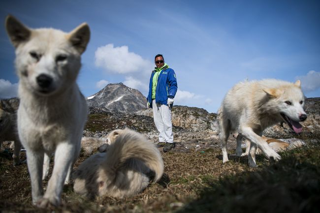 Kepunahan Es Mengancam Populasi Anjing Greenland