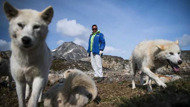 Kepunahan Es Mengancam Populasi Anjing Greenland
