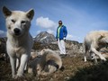 Kepunahan Es Mengancam Populasi Anjing Greenland
