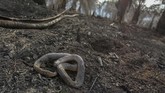 Seekor ular ditemukan mati di lokasi kebakaran lahan gambut di perkebunan sawit milik warga di Kecamatan Rumbai, Pekanbaru, Riau, Rabu (4/9/2019). Satgas Karhutla Riau terus berupaya melakukan pemadaman kebakaran lahan agar tidak semakin meluas. ANTARA FOTO/Rony Muharrman
