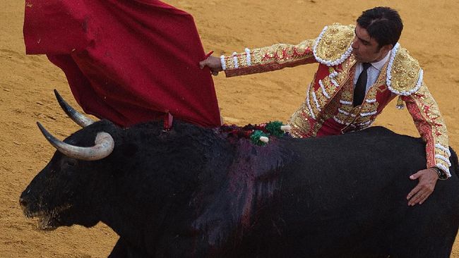 Nonton Festival, Seorang Kakek Tewas Ditanduk Banteng