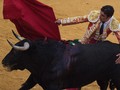 Nonton Festival, Seorang Kakek Tewas Ditanduk Banteng