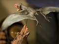 Fosil Reptil Berusia 96 Juta Tahun Ditemukan di Australia