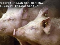 Heboh Harga Daging Babi di China Kalahkan Isu Perang Dagang