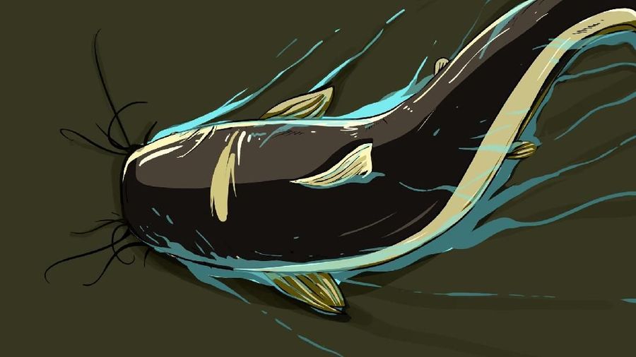 INFOGRAFIS, Cara Ternak Lele Zaman Now