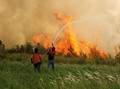 Menteri LHK: 3 Perusahaan Malaysia Terlibat Pembakaran Hutan