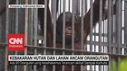 VIDEO: Kebakaran Hutan dan Lahan Ancam Orangutan