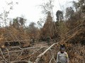 Jokowi Tegur Para Perangkat yang Tak Bisa Atasi Karhutla Riau