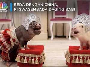 Beda dengan China, RI Swasembada Daging Babi