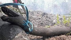 Heboh Sang Legenda Ular Mati Terbakar di Karhutla Kalteng 2019