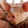 Babi Bawa Kabar Baik Perang Dagang AS-China