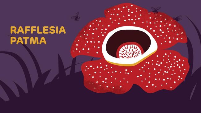 Image result for rafflesia patma