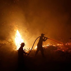 Kebakaran Hutan, Jokowi Sesalkan Kerja Sama Kurang Efektif