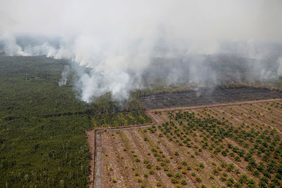 Kabut asap menutupi pohon saat kebakaran hutan di sebelah perkebunan kelapa sawit di Palangkaraya, Kalimantan Tengah, Indonesia, (14/9/2019). (REUTERS / Willy Kurniawan)