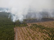 Smog covers trees during a forest fire next to a palm plantation in Palangka Raya, Central Kalimantan province, Indonesia, September 14, 2019. Picture taken Septemnber 14, 2019. REUTERS/Willy Kurniawan