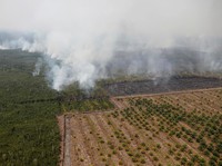 Kemarau Ekstrem Intai RI, Begini Kata Juragan Sawit