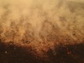 Kabut Asap Sangat Tebal, Pemkot Jambi Liburkan Sekolah 4 Hari