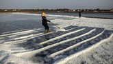 Petambak garam di Sidoarjo, Jawa Timur sibuk memanen hasil produksi mereka Senin (16/9). (Photo by Juni Kriswanto / AFP)