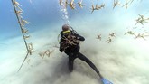 Sejak tahun 1990an, Jamaika kehilangan 85 persen area terumbu karangnya. Keberadaan ikan juga semakin jarang, sehingga banyak nelayan Jamaika yang kini berada di garis kemiskinan. (AP Photo/David J. Phillip)