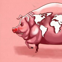 Babi Lagi, Babi Bikin Pening 7 Keliling Negara-negara Ini