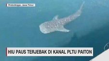 VIDEO: Hiu Paus Terjebak di PLTU Paiton