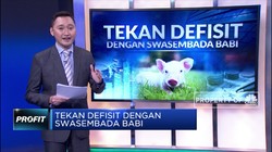 Tekan Defisit Negara dengan Cara Swasembada Babi