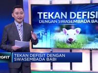 Tekan Defisit Negara dengan Cara Swasembada Babi