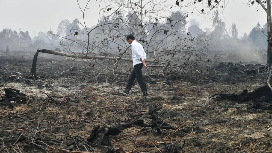 Presiden Joko Widodo meninjau lokasi karhutla di Desa Merbau, Kecamatan Bunut, Kabupaten Pelalawan, Kota Pekanbaru, Selasa, (17/9/2019)  (BPMI Setpres/Laily Rachev)
